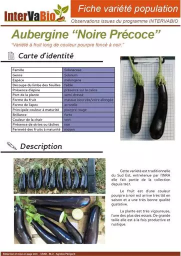 Aubergine Noire Precoce