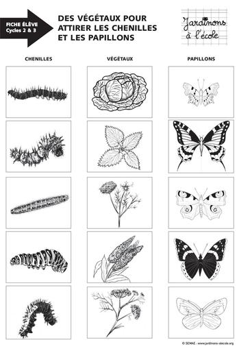 Des vegetaux pour attirer les chenilles et les papillons cycle 2 et 3