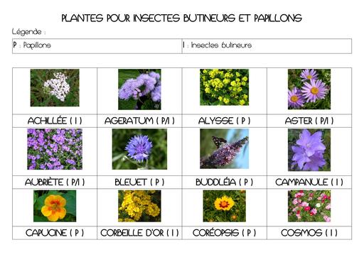 Liste fleurs insectes papillons