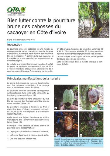 CNRA cacao6 pourriture brune