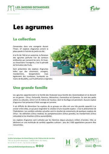 Agrumes   jardins botaniques   Nancy