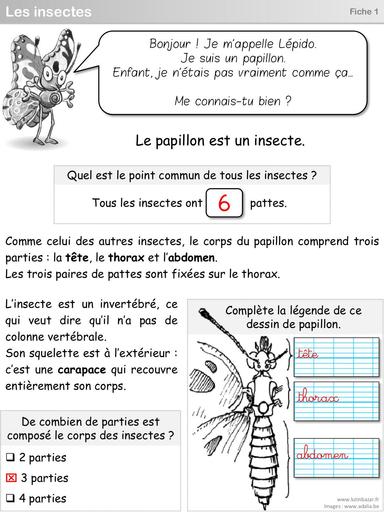 S1 Fiches 1 et 2 papillons insectes