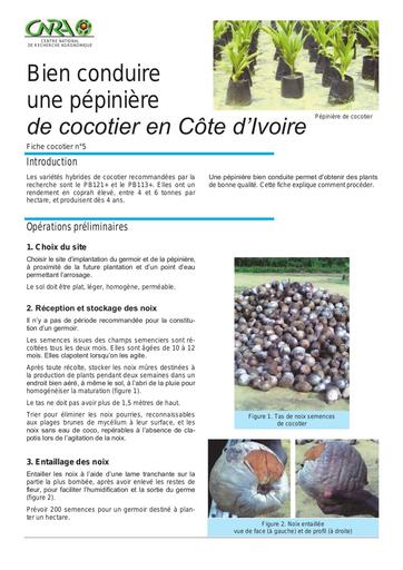 CNRA cocotier pepiniere