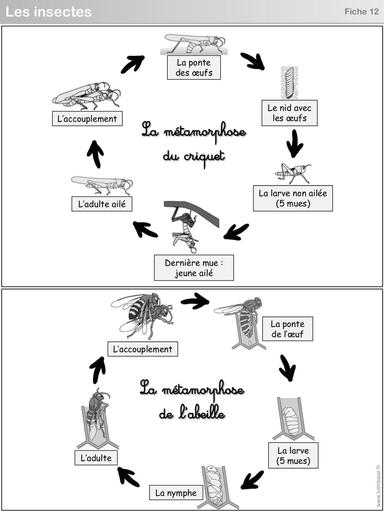 S8 Fiches 12 à 15 insectes