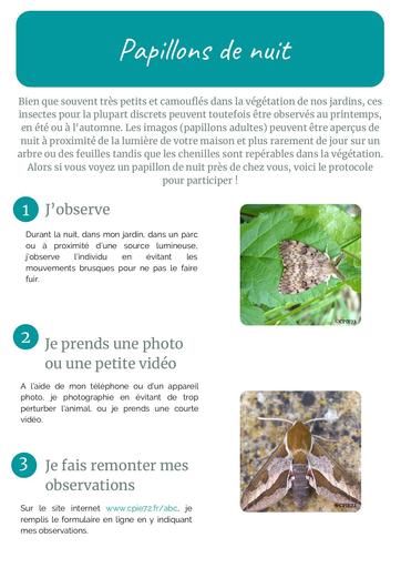 Guide papillons de nuit