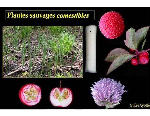 Plantes comestibles juillet2011 v2