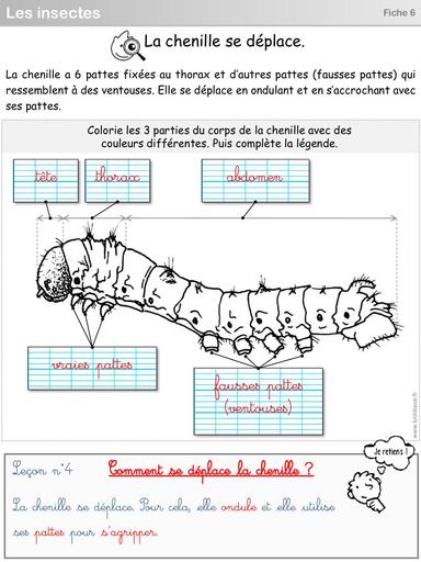 S4 Fiche 6 chenille