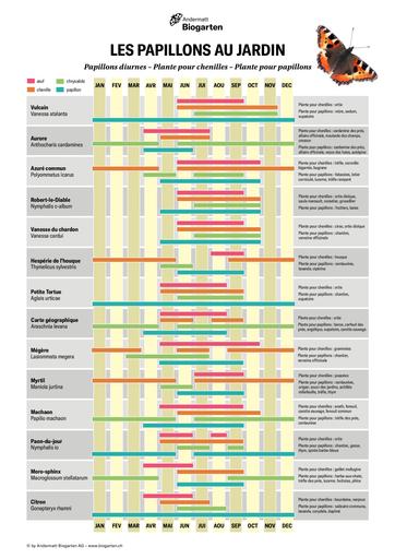 Biogarten papillons diurnes plante pour chenilles plante pour papillons