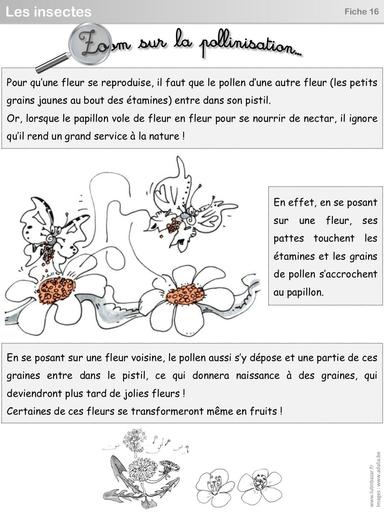 S9 Fiche 16 polinisation