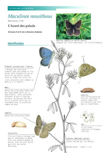 Azure des paluds fiche