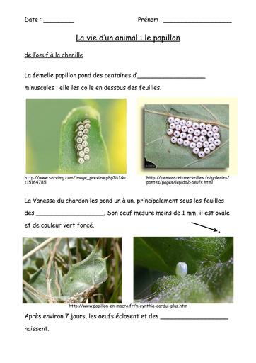 Fiches papillons 1