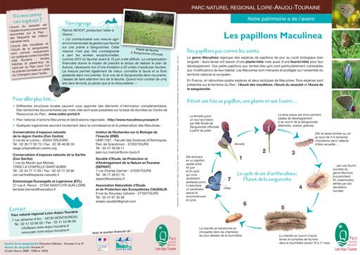 Fiche papillons maculinea