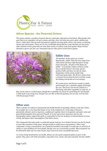 Allium species