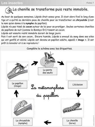 S5 Fiches 7 et 8 metamorphose chenille