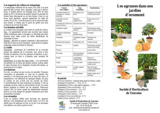 Les agrumes jardins hornement horticulture