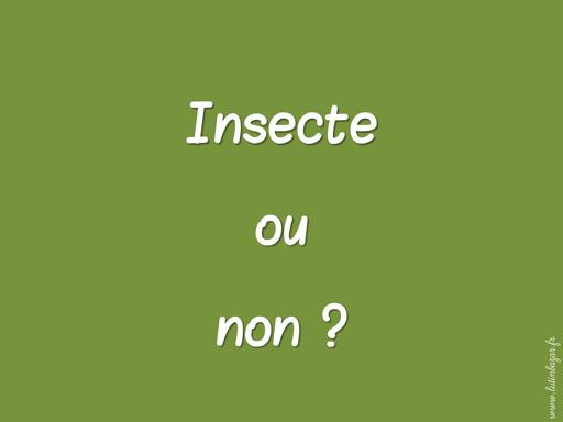 Diaporama insectes non insectes LB