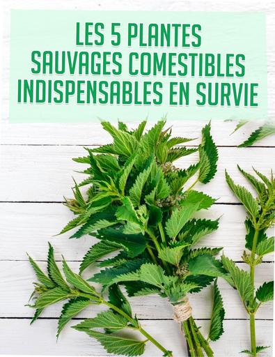 5 plantes sauvages comestibles indispensables en survie APS